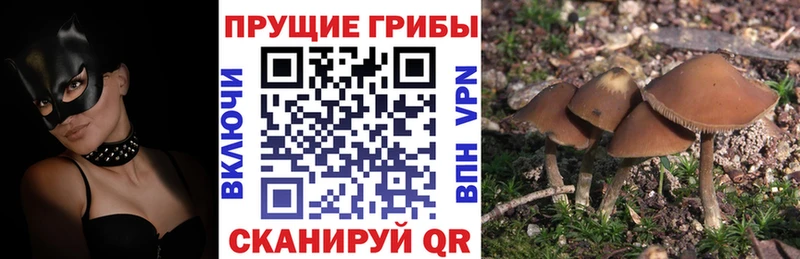 Галлюциногенные грибы GOLDEN TEACHER Бугуруслан